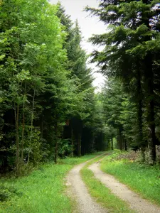 Bosque de la Joux - Abeto: pista forestal rodeada de árboles como el abeto