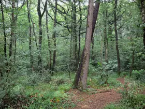 Bosque de Mervent-Vouvant - Los árboles forestales