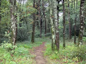 Bosque de Mervent-Vouvant - Los árboles del bosque y el sotobosque (vegetación)