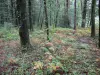 Bosque de Mervent-Vouvant - La maleza y árboles forestales