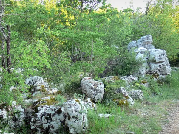 Bosque de Païolive - Los árboles y las rocas de piedra caliza