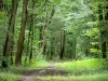 Bosque de Retz - Maleza y los árboles de la selva