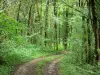 Bosque de Retz - Calle arbolada