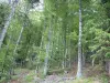 Bosque de los Vosgos - Los árboles en un bosque (Parque Natural Regional de Ballons des Vosges)