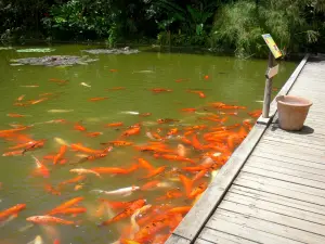 Botanische tuin van Deshaies - Koi lelies van het bassin