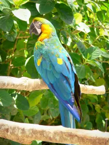 Botanische tuin van Deshaies - ara papegaai