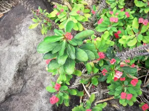 Botanische tuin van Deshaies - Doornen van Christus Bloemen