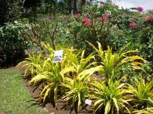 Botanische tuin van Deshaies - Planten van Floral Park