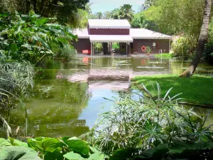 Botanischer Garten von Deshaies - Teich mit Wasserrosen
