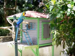Botanischer Garten von Deshaies - Dorf der Aras-Papageien