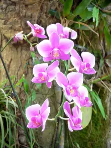 Botanischer Garten von Deshaies - Blühende Orchidee