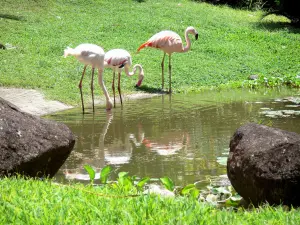 Botanischer Garten von Deshaies - Becken der rosaroten Flamingos