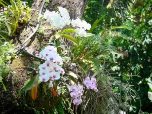 Botanischer Garten von Deshaies - Blühende Orchideen