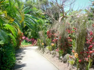 Botanischer Garten von Deshaies - Orchideen-Allee