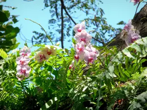 Botanischer Garten von Deshaies - Blühende Orchideen