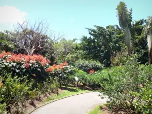 Botanischer Garten von Deshaies - Weg des Blumenparks gesäumt von Pflanzen