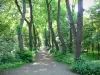 Boulogne wood - Path through the green forest