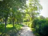 Boulogne wood - Path lined with trees and shrubs