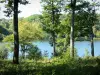 Bourbonnais landscapes - Tronçais forest: trees along the Pirot lake