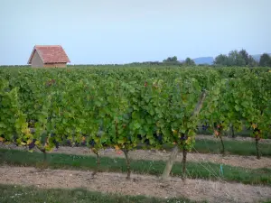Bourbonnais landscapes - Saint-Pourçain vineyard (Saint-Pourcinois vineyard): vines field and cabin