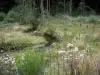 Bourbonnais mountains - Stream bordered by vegetation