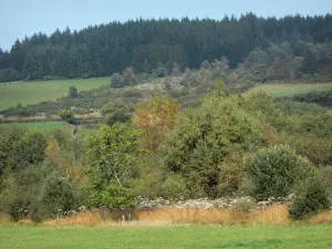 Bourbonnais mountains - Meadows, trees and forest