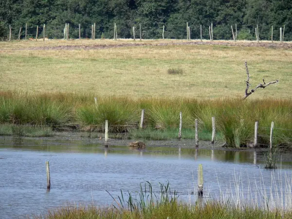 La Brenne landscapes - Lake, aquatic plants, grass and fence; in La Brenne Regional Nature Park