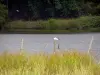 La Brenne landscapes - Lake, bird perched on a wooden pole and vegetation; in La Brenne Regional Nature Park