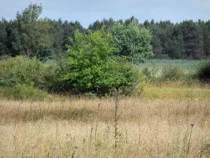 La Brenne landscapes - Field dotted with wildflowers, trees; in La Brenne Regional Nature Park