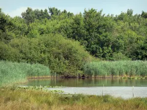 La Brenne landscapes - Blizon lake, reeds and trees; in La Brenne Regional Nature Park