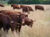 La Brenne landscapes - Cows in a field; in La Brenne Regional Nature Park