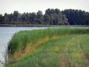 La Brenne landscapes - Path, reeds, lake and trees; in La Brenne Regional Nature Park
