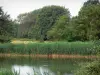 La Brenne landscapes - Lake, reeds and trees; in La Brenne Regional Nature Park