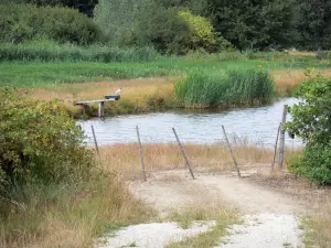 La Brenne landscapes - On the bank of a lake; in La Brenne Regional Nature Park