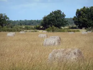 La Brenne landscapes - Hay bales in a field and trees in background; in La Brenne Regional Nature Park