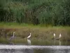 La Brenne Regional Nature Park - Wild birds, lake and reedbed (reeds)