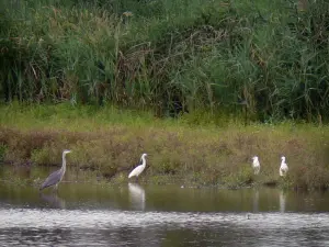 La Brenne Regional Nature Park - Wild birds, lake and reedbed (reeds)