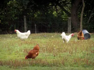 Bresse borgoñona - Los pollos en un prado