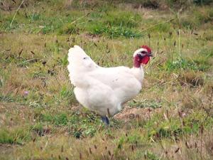 ... bourguignonne - Volaille de Bresse : poulet de Bresse au plumage blanc ... bourguignonne - Volaille de Bresse : poulet de Bresse au plumage blanc