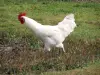 Bresse of Burgundy - Bresse poultry: Bresse chicken with white feathers