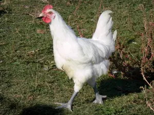 Bresse-Geflügel - Bresse-Hühnchen mit weissem Gefieder, mit blauen Krallen und rotem Kamm