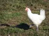 Bresse poultry - Bresse chicken with white feathers, blue-footed and red-crested 