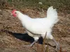 Bresse saboyana - Las aves de corral de Bresse pollo de Bresse en el plumaje blanco