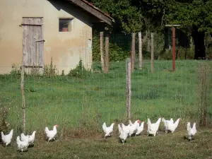 Bresse savoiarda - Pollo di Bresse in un prato