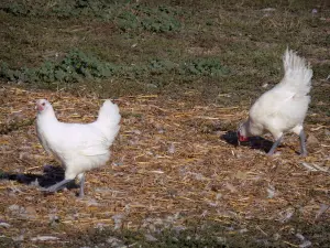 Bresse savoiarda - Pollo di Bresse con piume bianche