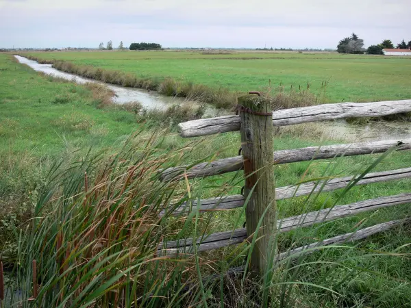 Bretoens moeras van de Vendée - Barrier en riet op de voorgrond, kleine gracht en weiden (gras)