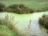 Breton marsh in the Vendée - Small waterway and meadow