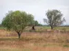 Breton marsh in the Vendée - Trees and horse in a prairie with high grass