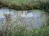 Breton marsh in the Vendée - Reeds and grass along the water