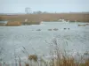 Brière Regional Nature Park - Grande Brière Mottière marsh: reed beds, lake and reed beds